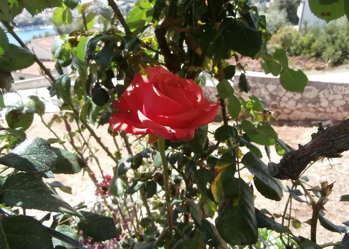 Appartement Mit Balkon Und Meerblick By Interhome