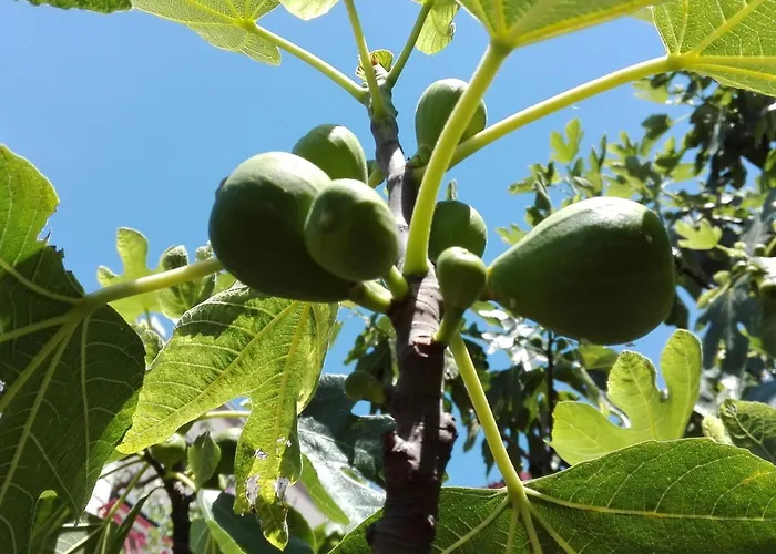 Mit Balkon Und Meerblick By Interhome