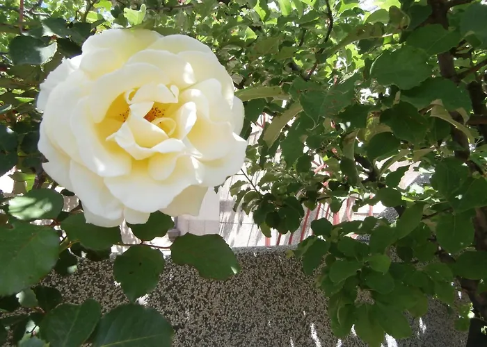 Appartement Mit Balkon Und Meerblick By Interhome